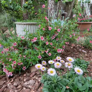 Betsys home garden, Erigeron and Mimulus â€˜Jellybean Purple Pink'