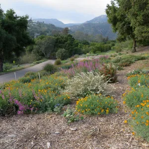 Plant Intro Program trial bed along Southwest Trail 