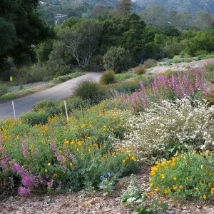 Plant Intro Program trial bed along Southwest Trail