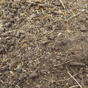 Weed seeds on soil surface