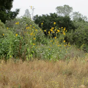 Helianthus californicus 92-283