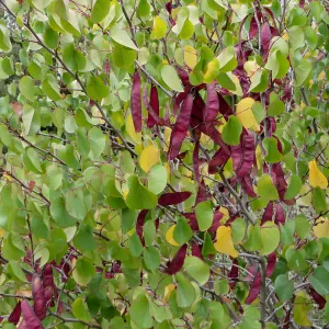 Cercis occidentalis with seed pods