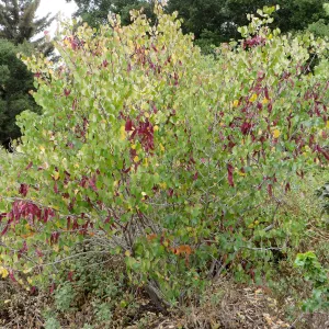 Cercis occidentalis with seed pods