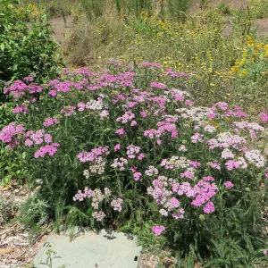 Achillea Island Pink