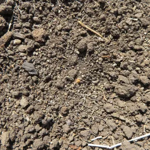 Weed seeds on soil surface