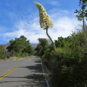 Yucca whipplei blossom, Mission Canyon Rd
