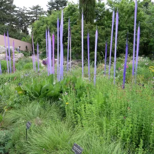 Denver Botanic Garden, APGA meeting. Dale Chihuly scuplture with Muhlenbergia reverchonii, Autumn Embers Muhly Grass