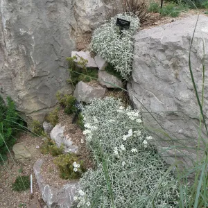 Denver Botanic Garden, APGA meeting, Rosularia (succulent) with Cerastium tomentosum