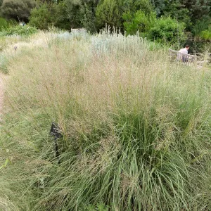 Denver Botanic Garden, APGA meeting. Sporobolus