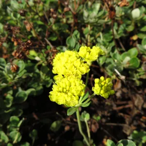 Eriogonum umbellatum Shasta Sulphur