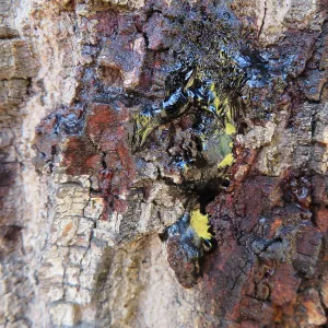New Meadow Coast Live Oak showing Foamy Bark Canker Disease