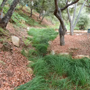 Santa Barbara County Bowl garden, designed by Susan van Atta