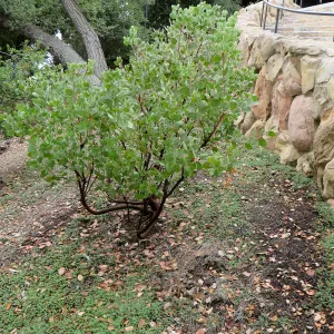 Santa Barbara County Bowl garden, designed by Susan van Atta. Arctostaphylos (Manzanita)
