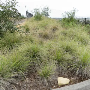 Santa Barbara County Bowl garden, designed by Susan van Atta