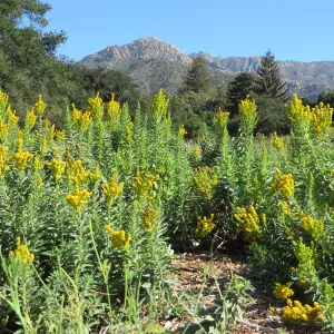 Solidago canadensis