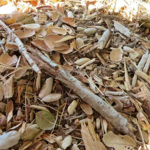 Oak leaf litter