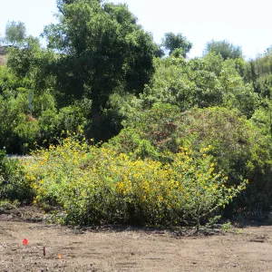 Helianthus californicus