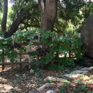 SBBG Tea House, Grape vine with unusual burgundy foliage