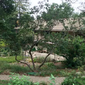SBBG, looking down on Garden Shop and Arroyo Room from entrance walk