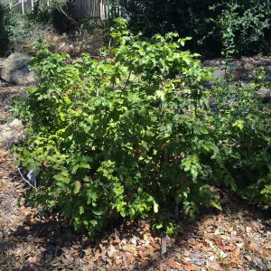 SBBG, Berberis