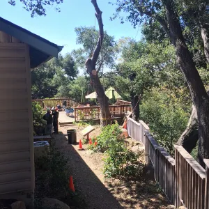SBBG, Removal of fire damaged oak in Home Demo Garden