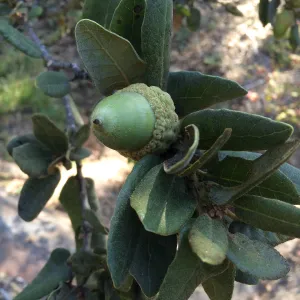 Acorn of Quercus tomentella