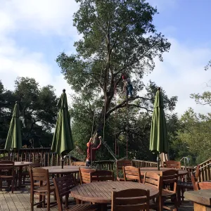 Removal of fire damaged oak behind Home Demo Garden deck