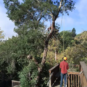 Removal of fire damaged oak behind Home Demo Garden deck