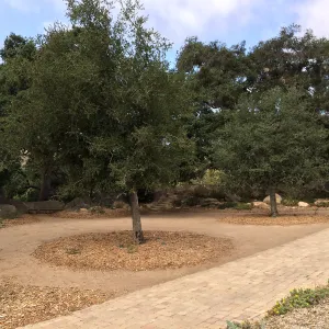 Quercus agrifolia (Coastal Live Oak), progress of newly planted trees