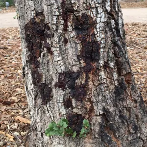Foamy Canker Disease on Quercus agrifolia (Coastal Live Oak)
