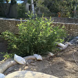 Replanting Platanus racemosa at the Bridge on Mission Canyon Road for SWIP reveg