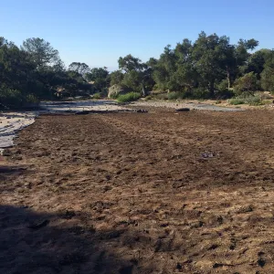Meadow after solarization