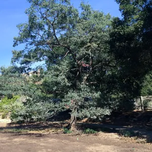 Quercus douglasii at Meadow edge