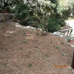 SWIIP restoration plantings, sycamore, hummingbird sage, mugwort