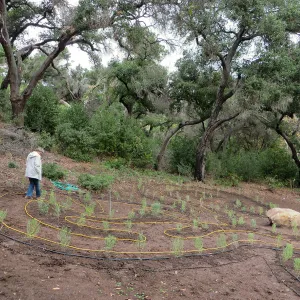 Ingrid Kaper walking the newly planted maze