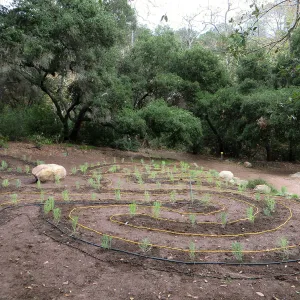 Newly planted Maze