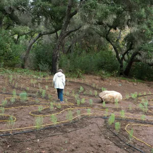 Ingrid Kaper walking the newly planted maze