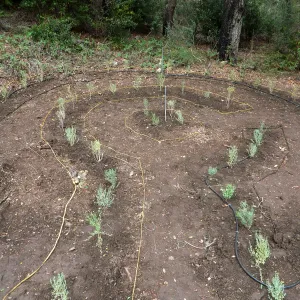 Newly planted Maze