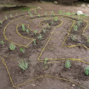Newly planted Maze