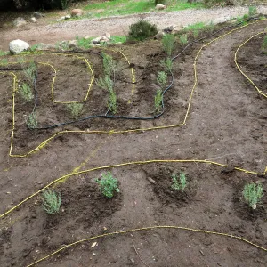 Newly planted Maze