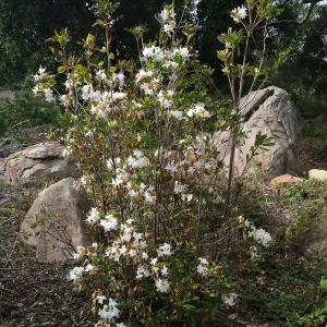 Rhododendron occidentalis blooming at the Pond
