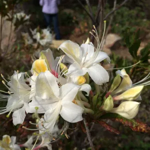 Rhododendron occidentalis blooming at the Pond