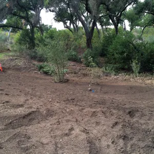 Maze site before planting