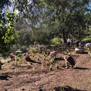 Planting the Maze with Baccharis