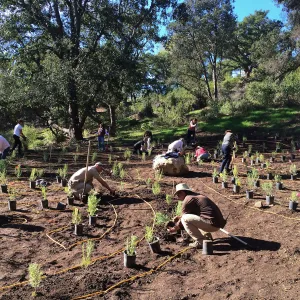 Planting the Maze with Baccharis