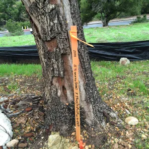 Pritzlaff construction site, fire damaged tree