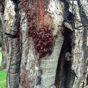 Colony of Boxelder Bugs on live oak below Pritzlaff Conservation Center