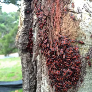 Colony of Boxelder Bugs on live oak below Pritzlaff Conservation Center