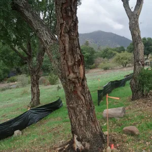 Pritzlaff construction site. Fire damaged trees along route of new cart path