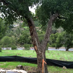 Pritzlaff construction site. Fire damaged trees along route of new cart path